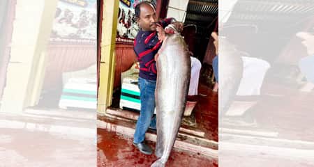 দৌলতদিয়ায় একটি বোয়াল বিক্রি হলো ৪২ হাজার টাকায় Boyal