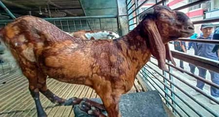 ছাগল টাই ছিল মাস্টারমাইন্ড- সায়েদ আব্দুল্লাহ Chagol