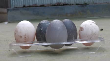 Egg