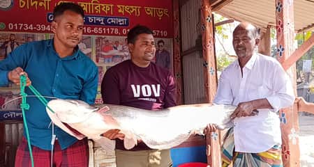 রাজবাড়ীর পদ্মায় ধরা বোয়াল বিক্রি হল ৫২ হাজারে Fish