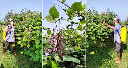 সিলেটের জৈন্তাপুরে শিমের বাম্পার ফলনে খুশি কৃষক Sim
