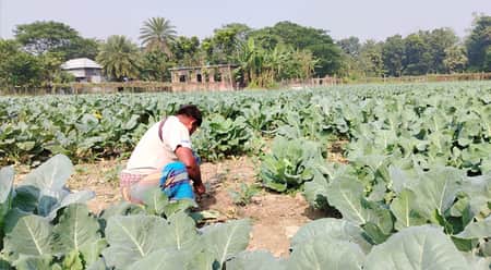 সবজি চাষেই সচ্ছল চর এলাকার চাষিরা madaripur