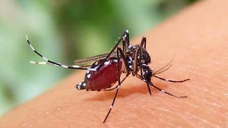 ডেঙ্গু আক্রান্ত