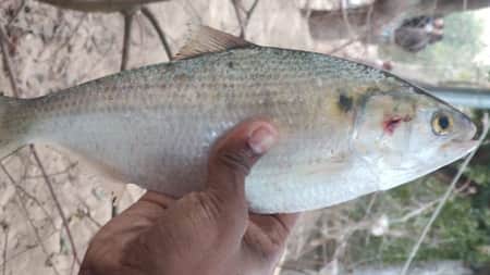 রুপালি ইলিশ