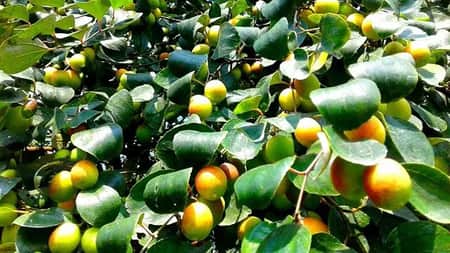 Indian jujube