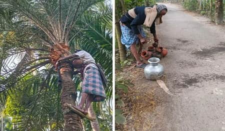 খেজুর গাছ