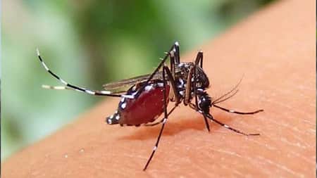 ডেঙ্গুতে চলতি বছর ৩ জনের মৃত্যু