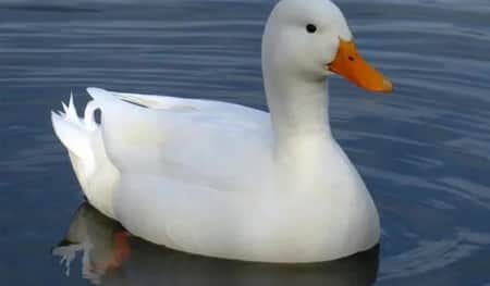 DUCK