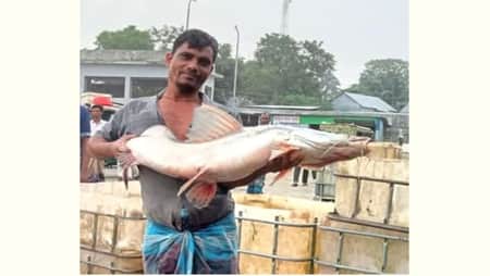 আইড় মাছ