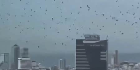 কাক