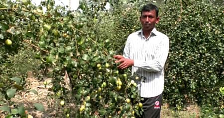বরই চাষ