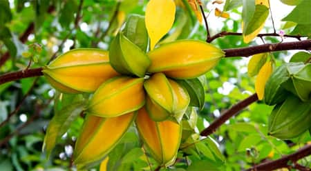 ফলের গাছ