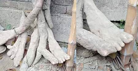 আলু