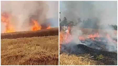 খড়ের আগুনে পুড়ল ১৫ বিঘা জমির গম গম পুড়ে গেছে