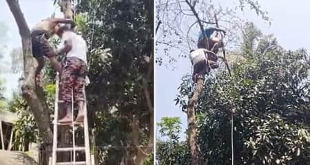 জামালপুরে গাছে উঠে আটকে ছিলেন বৃদ্ধ, ৯৯৯-এ কলে উদ্ধার বৃদ্ধ