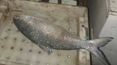 নিষেধাজ্ঞা