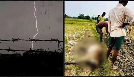 বজ্রপাতে অর্ধশতাধিক গবাদিপশুর মৃত্যু, কোরবানিতে বিক্রির স্বপ্ন শেষ গবাদিপশুর মৃত্যু