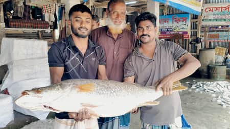 কোরাল মাছ