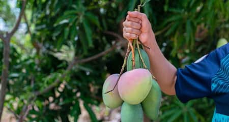 আম কুড়ালে ৫ লাখ টাকা জরিমানা
