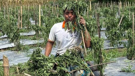 কৃষকের স্বপ্ন