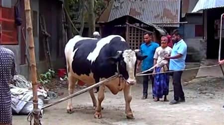 বিশাল দেহ আর রাজকীয় যত্নে নজর কেড়েছে ‘জামাল মিয়া’ কোরবানির পশু