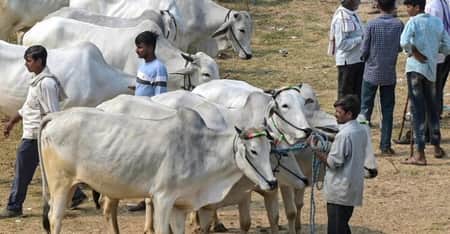 কোরবানি না করার সিদ্ধান্ত