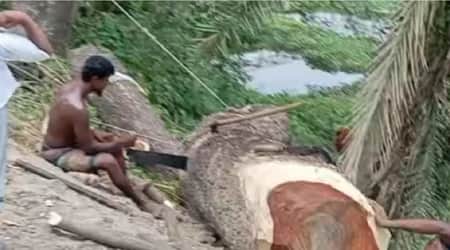 গাছ কাটা