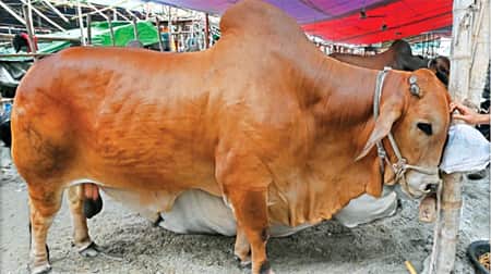 ছোট গরুর চাহিদা বেশি