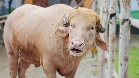 ডোনাল্ড ট্রাম্প