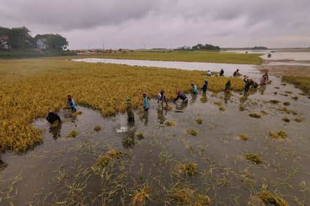 তলিয়ে গেছে কিশোরগঞ্জের ফসল