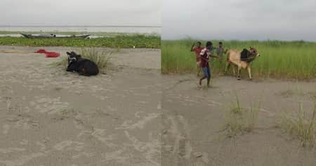 পদ্মা নদীতে ট্রলারডুবি, ২৩টি কোরবানির গরুসহ ব্যবসায়ী নিখোঁজ নিখোঁজ হয়েছেন