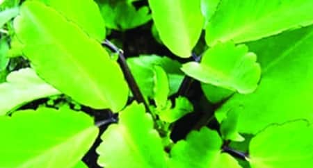 কিডনি পাথর দূর করতে পাথরকুচি পাতার ভূমিকা পাথরকুচি
