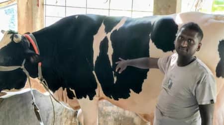 কালু-ধলু বিক্রি হবে ২৫ লাখে, কিনলে সঙ্গে ছাগল ফ্রি Cow