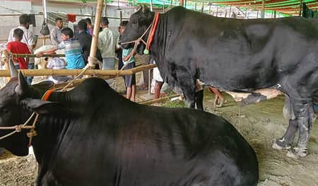 বিদেশি জাতের গরু