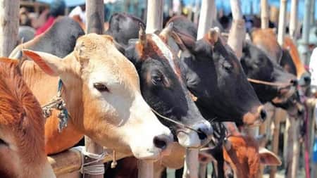 ইনজেকশন দিয়ে ফোলানো গরু চেনার ৩ উপায় Cow