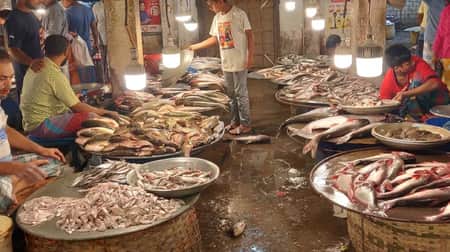 Fish-Market