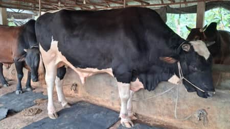 কুরবানির পশু