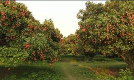 টাকা ছাড়াই খাওয়া যাচ্ছে লিচু লিচু