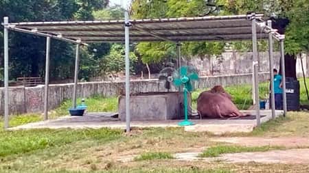 গরমে কাহিল ‘ডোনাল্ড ট্রাম্প’, বসানো হলো দুটি ফ্যান Mohis