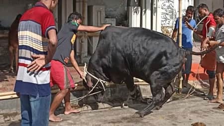 কোরবানি