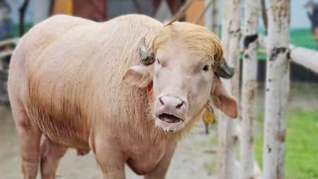 এবার কোরবানির অপেক্ষায় ‘ডোনাল্ড ট্রাম্প’ ডোনাল্ড ট্রাম্প