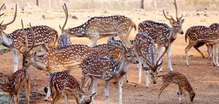 এবার ৫০ হাজার টাকায় কেনা যাবে হরিণ হরিণ বিক্রি
