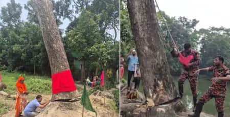 গাছ