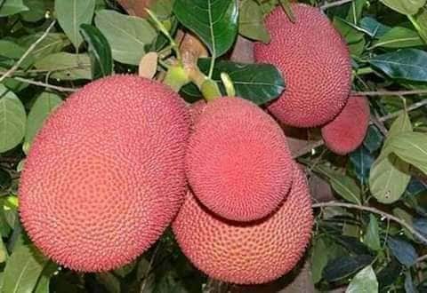 গাজীপুরে ভিয়েতনামের লাল কাঁঠাল চাষে ব্যাপক সম্ভাবনা