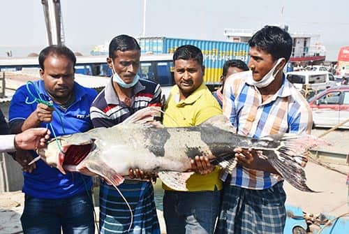 পদ্মায় ধরা পড়ল ২৯ কেজি বাগাড়