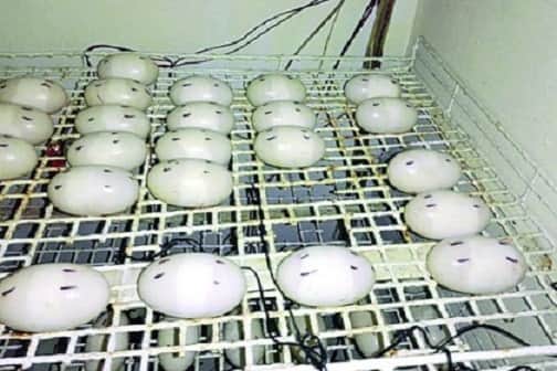 ৪৪ ডিম দিয়েছে কুমির পিলপিল