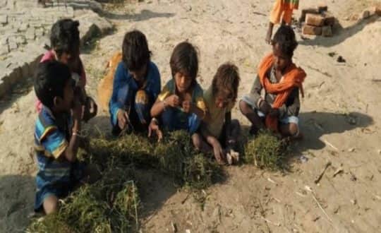 খাবার নেই, ঘাস খাচ্ছে ক্ষুধার্ত শিশুরা