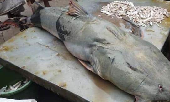টাঙ্গাইলে জেলের জালে ২৯ কেজি বাঘাইড়