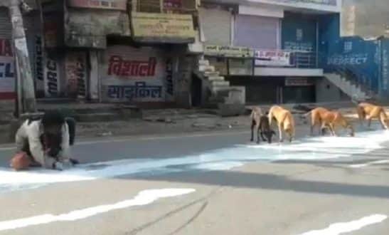 রাস্তায় পড়ে থাকা দুধে কুকুরের সঙ্গে ভাগ বসাল অসহায় মানুষ (ভিডিও)