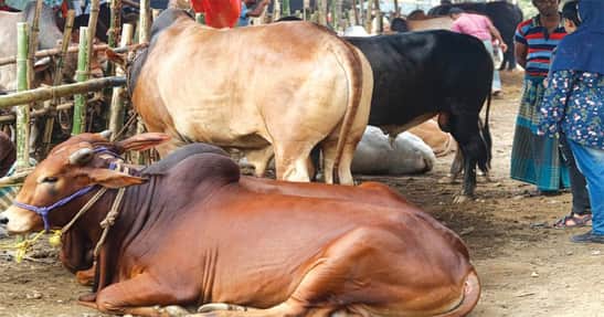 কোরবানির পশুর যেসব অংশ খাওয়া নিষেধ